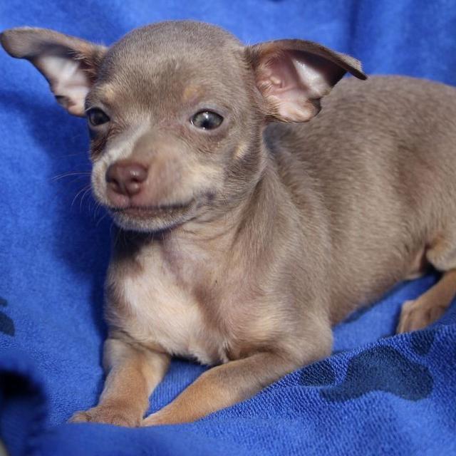 Tucker - Chihuahua