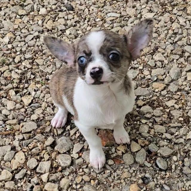 Indi - Chihuahua